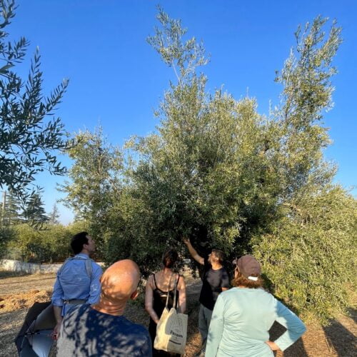 people listening to the oil producer under an olive tree during the olive grove tour