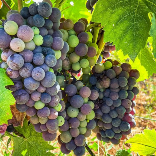 Uva della vigna coltivata in biologico per la produzione di vini naturali