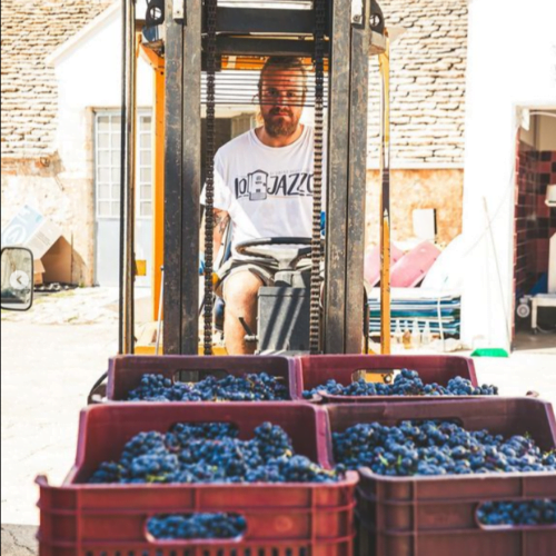 Winegrower carrying crates of freshly harvested grapes during the grape harvest experience