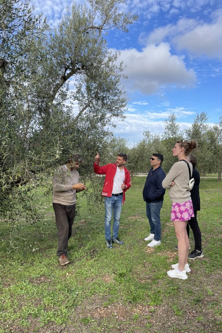 Travellers visiting a traditional olive grove while a local producer explains cultivation methods and the history of Apulian extra virgin olive oil
