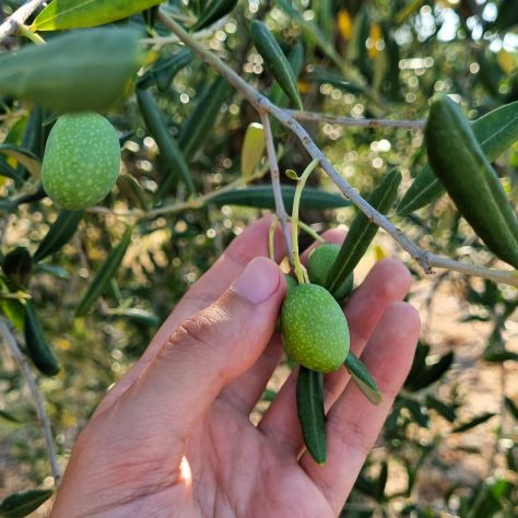 hand touching an olive still attached to the branch during a visit to the olive grove