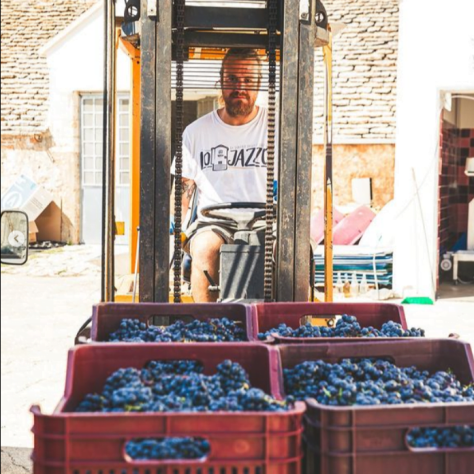 Vignaiolo trasporta le cassette di uva appena raccolte durante l'esperienza della vendemmia