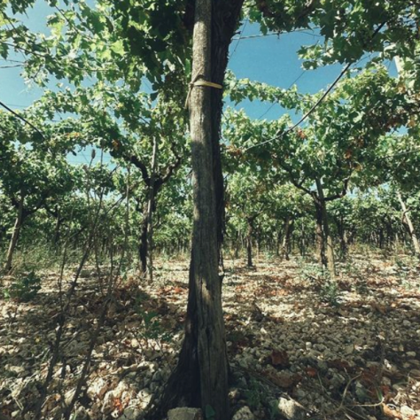 Panorama naturalistico con albero nei pressi del vigneto naturale